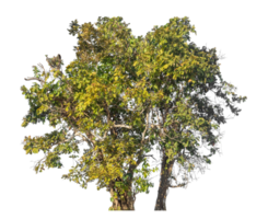 Group of trees isolated on transparent background with clipping path and alpha channel, tropical trees png
