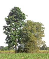 Green trees isolated on transparent background with clipping path and alpha channel, tropical trees. png