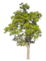 Green tree isolated on transparent background, Trees isolated on white background, tropical trees isolated used for design. png