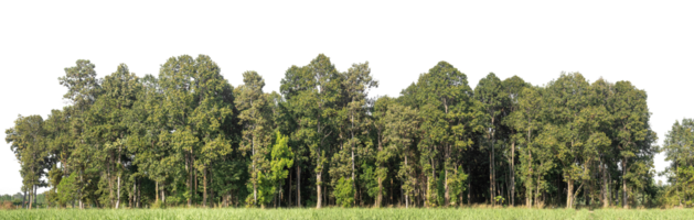 Green Trees isolated on white background. are Forest and foliage in summer for both printing and web pages with cut path and alpha channel. png