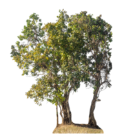 Group of trees isolated on transparent background with clipping path and alpha channel, tropical trees. png