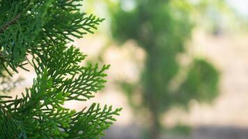 foliage of cypress or juniper with copy space photo