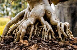 Abstract colored background close up. Macro roots background photo