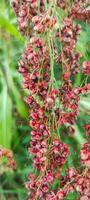 Close up view of a cluster of red sorghum. photo