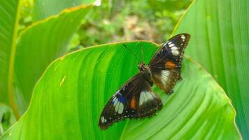 Nature's Beauty Butterfly on Leaf photo