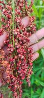 Hand gently holding a cluster of red sorghum. photo