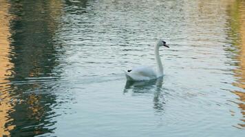 Elegant Swan Gliding on the River video
