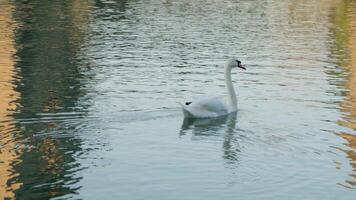 Serenity of a Swan on the Water video