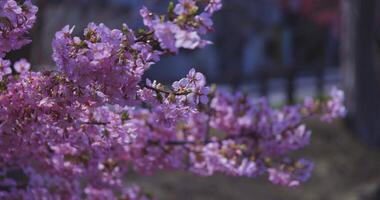 A slow motion of Kawazu cherry flowers swaying in the wind in spring video