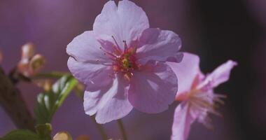 Kawazu cherry flowers swaying in the wind at the park in spring close up video