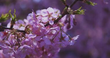 A slow motion of Kawazu cherry flowers swaying in the wind in spring close up video