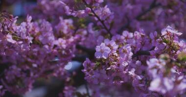 A slow motion of Kawazu cherry flowers swaying in the wind at the park in spring video