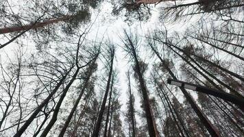 A view up into the trees of a forest video