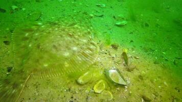 Fish of the Black Sea. European flounder - Platichthys flesus. video