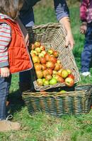 Woman putting apples in basket and little girl looking photo
