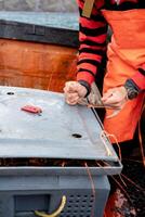 Fisherman using rope to close a full container with lobsters photo