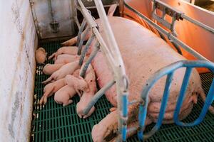 Newborn piglets suckle the breast of a sow lying under the lights in a pen on a farm photo