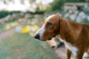 Brown dog is standing in the park. Portrait photo