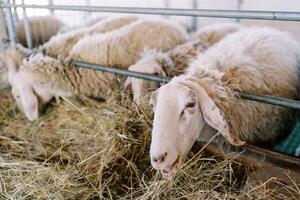 Fluffy sheep chews hay leaning out from behind the fence of the pen photo