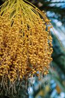 Huge bunch of yellow dates hanging from a palm tree photo