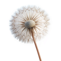 wonderful contemporary A single dandelion seedhead, delicate and intricate, backlit by a soft light, macro photography authentic png