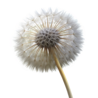 vibrant vintage A single dandelion seedhead, delicate and intricate, backlit by a soft light, macro photography exclusive png