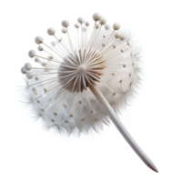 dramatic modern A delicate dandelion seedhead, caught in a gentle breeze, ethereal lighting, soft focus genuine png