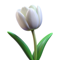 wonderful artistic Single white tulip in full bloom 4K png