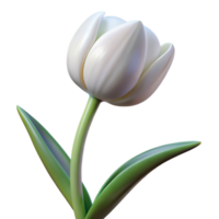 extraordinary modern Single white tulip in full bloom original png