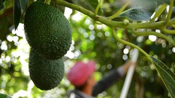 Avocado hass in tree in harvest video