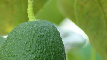 Hass avocado hanging in a avocado tree a sunny day, detail video