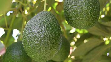Natural hass avocado fruit hanging in a tree video