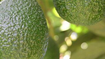Skin of natural hass avocado hanging in a avocado tree video