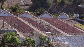 Paseros with grapes drying at sun and converted in raisins in the south of Spain video