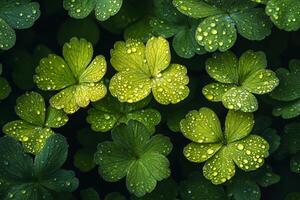 Green clover leaves covered with sparkling water drops creating a fresh natural background photo