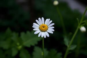 A single white daisy with yellow center in the middle of green leaves. photo