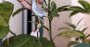 Watch as handcrafted decorations come to life while decorating an Easter tree with a delightful bird ornament. This simple craft showcases unique and beautiful Easter decor. video