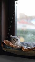 British shorthair cat lying on soft orange blanket in hanging hammock on window looking out window, vertical , video