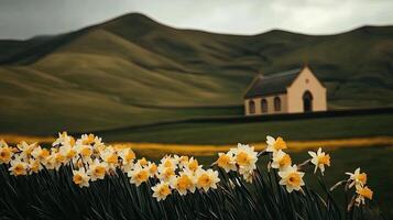 Daffodils in the field photo