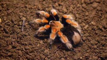 Discovering the vibrant colors of a tarantula in its habitat video