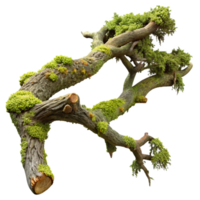 extraordinary artistic A gnarled oak tree branch, covered in moss and lichen, soft diffused daylight, fantasy art style genuine png
