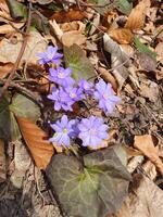 The first flowers of the common undergrowth, which break through the layer of fallen leaves and snow photo