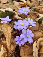 The first flowers of the common undergrowth, breaking through a layer of fallen leaves and snow photo