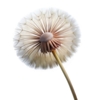 wonderful traditional A delicate dandelion seedhead, moments before dispersing in the wind, soft focus, macro photography style professional png