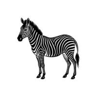 Zebra standing isolated on white background illustration with stripes vector