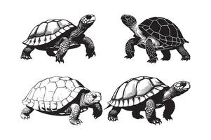 Realistic Tortoise and Turtle Illustration Set in Black and White vector
