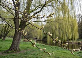 Delicate buds blooming on willow branches symbolize the arrival of spring and the rebirth of nature. photo