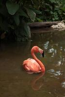 Pink flamingo in water photo