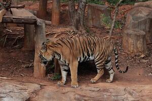 Tiger in nature photo
