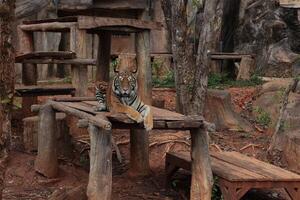 Tiger living in a table photo